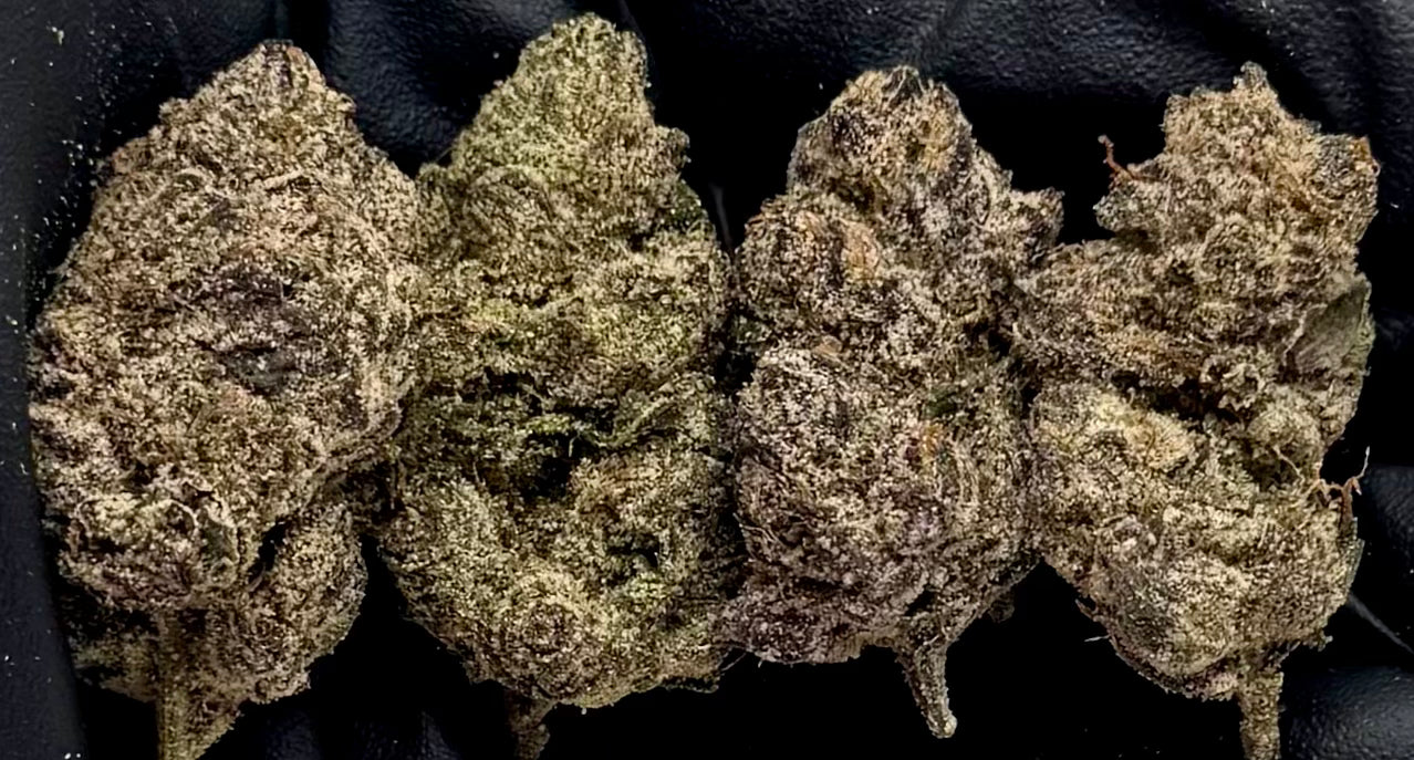 White Cherry Gelato #ASWCG-15