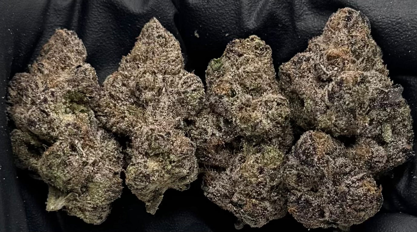 Purple Gumdropz #NSGDP-10
