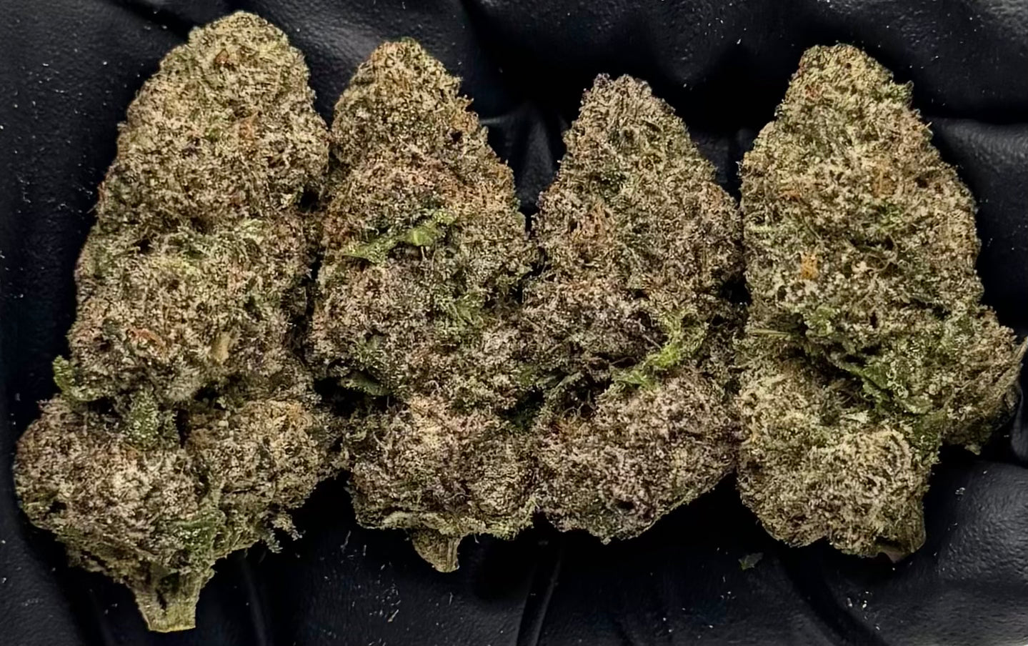 Candy GR #FDGR-16