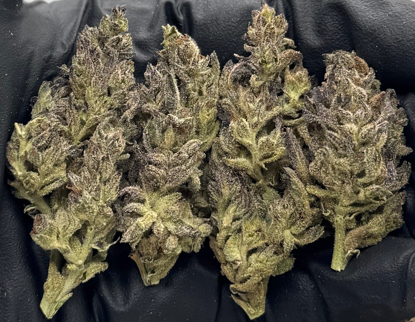 Ice Pop Gelato #SNIG-05