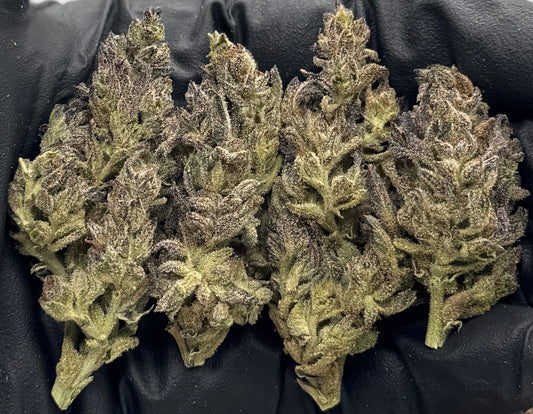 Ice Pop Gelato #SNIG-05