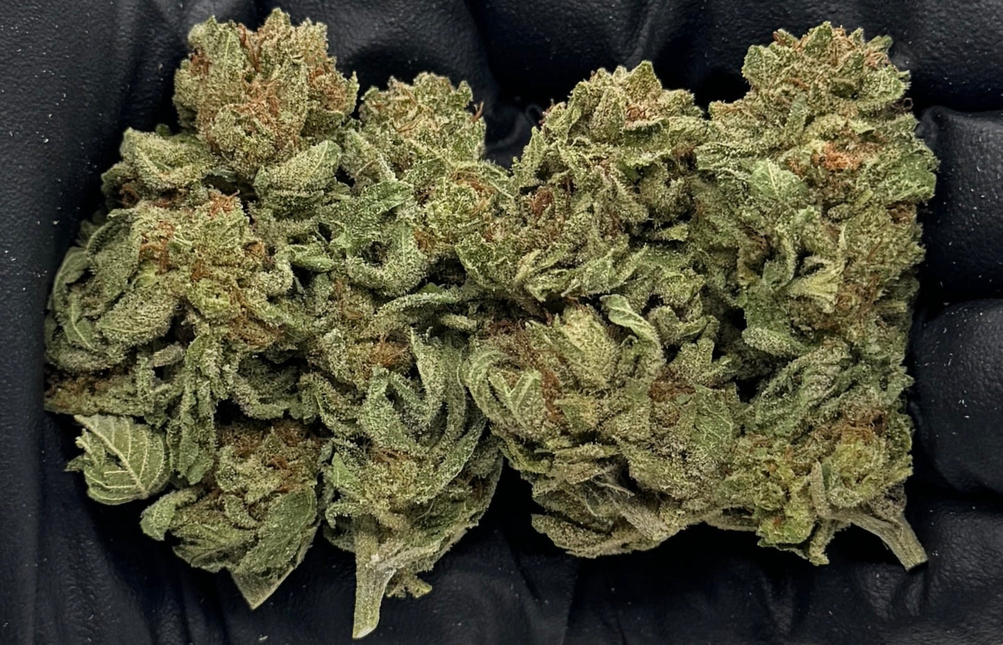 Platinum Bubba #SNPBUB-15